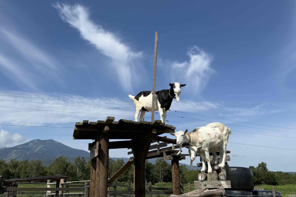1×1a Curious Goat Enjoying Its Favorite Lookout Spot. (2)