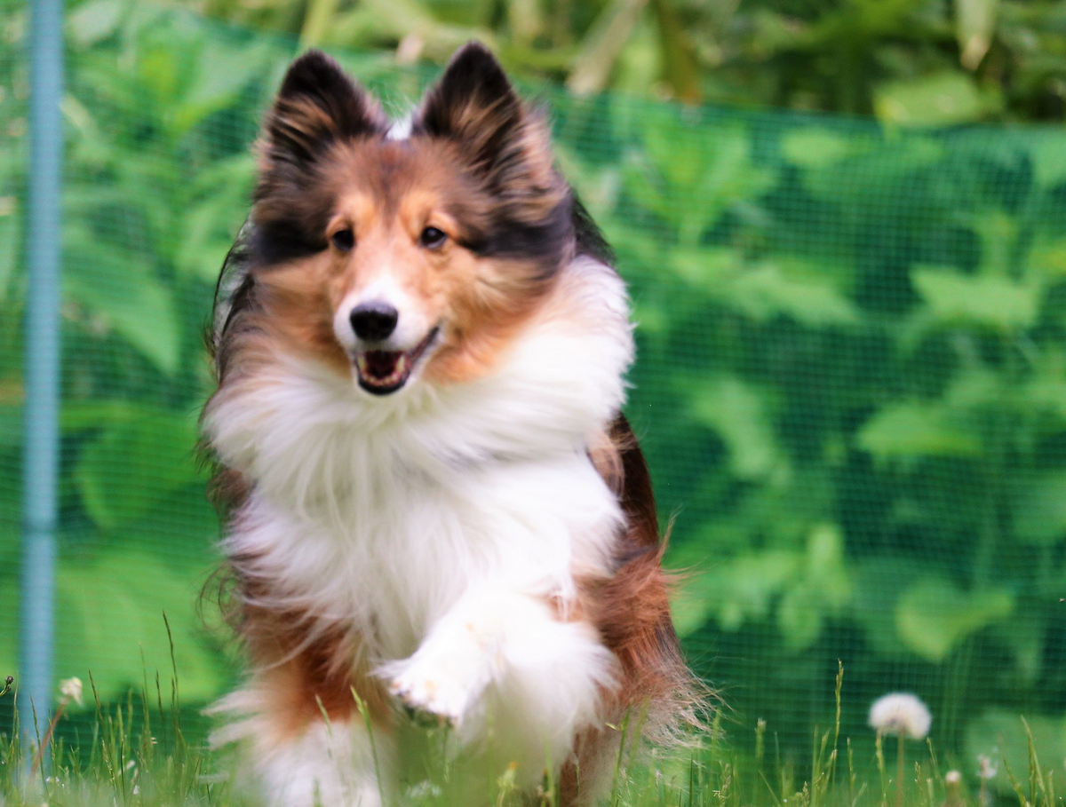 Snow Dog Village Dog run