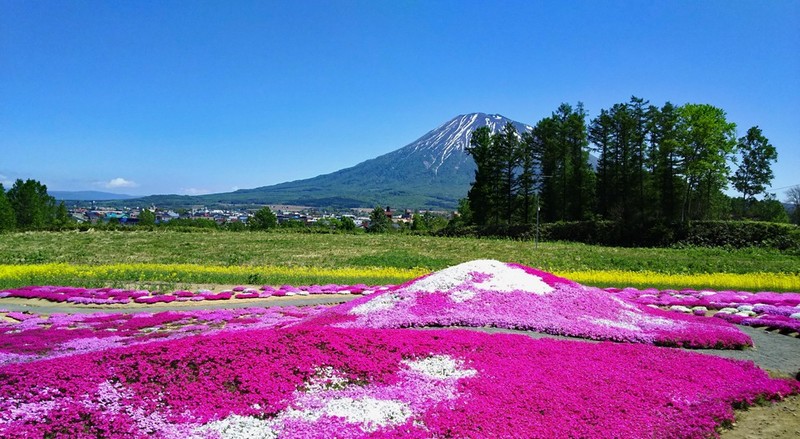 Big Yotei and small Yotei at Mr. Mishima's garden.