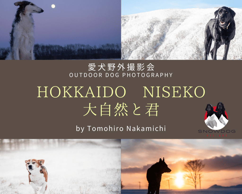 Capture the spirit of your dog in an outdoor photo session!