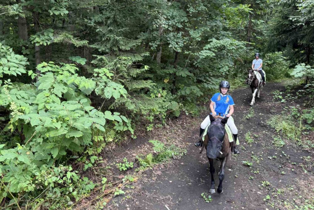 horseback riding through a peaceful forest trail in niseko.