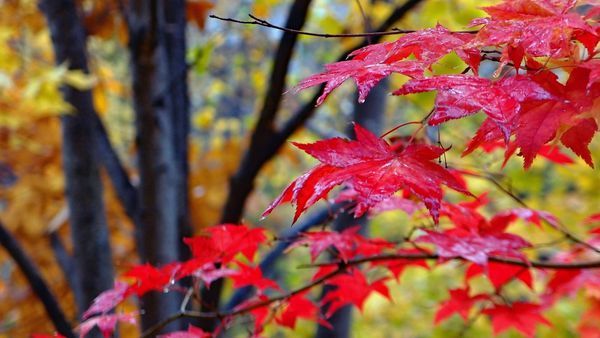When to see the autumn foliage in Hokkaido