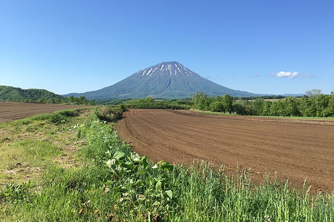 ジャガイモ畑と羊蹄山
