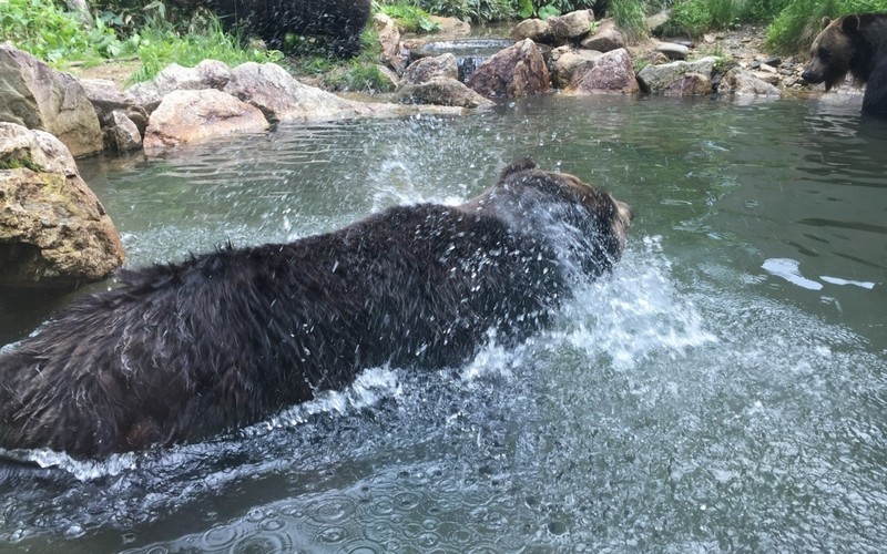水しぶきをあげるヒグマ