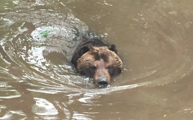 泳ぐ北海道の熊