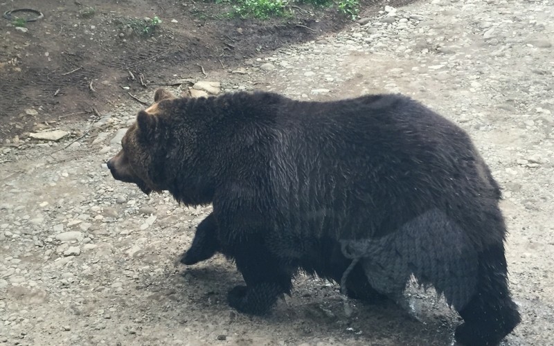 道を渡る北海道のクマ