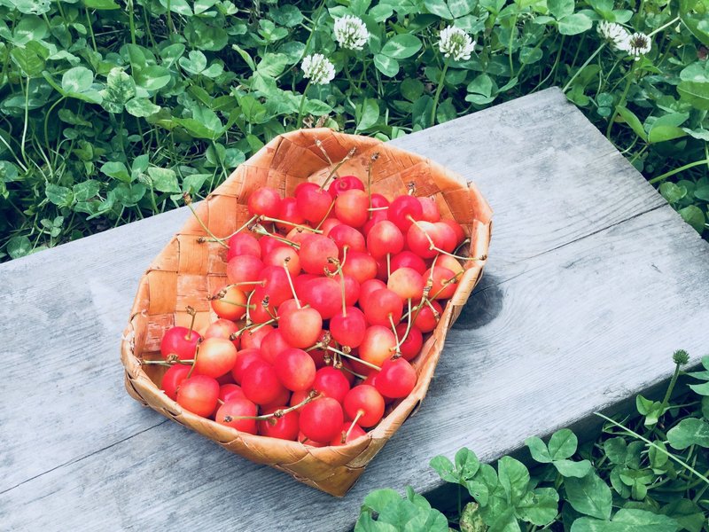 白樺のカゴに入ったさくらんぼ