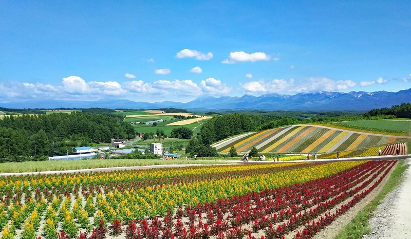 Shikisainooka has many fields filled with different colorful flowers.