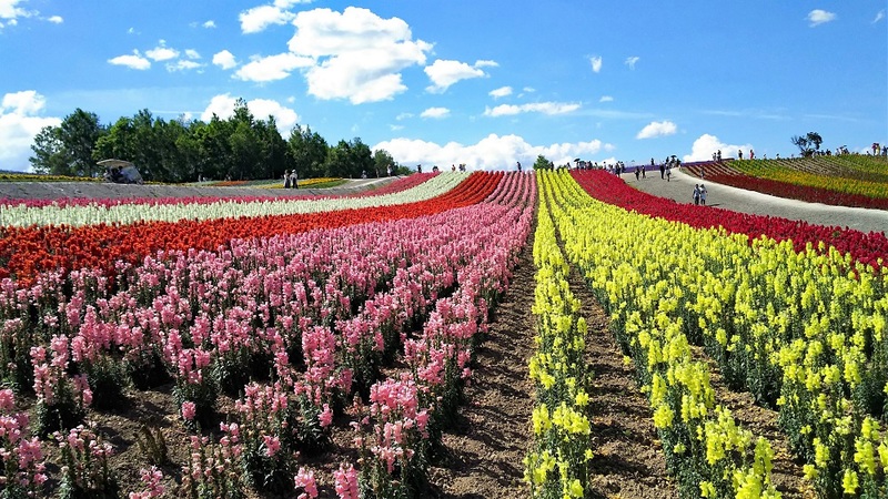 Beautiful flower field in Shikinooka