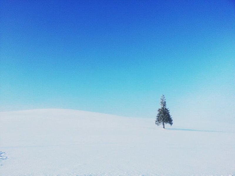 Christmas tree in Biei - Winter