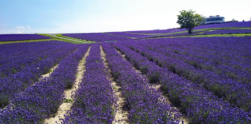 Lavender Field at Hinode Park