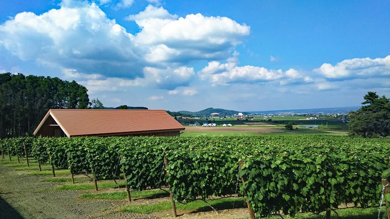 Grapes field in front of Campana Rokkatei