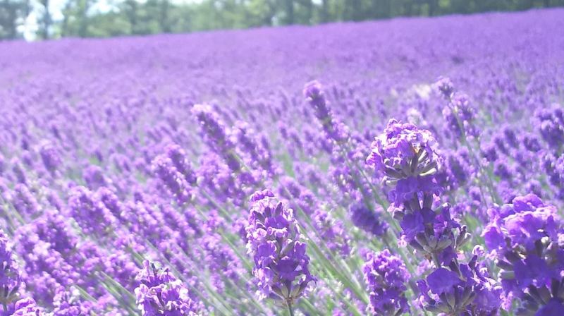 Lavender field in Tomita Farm