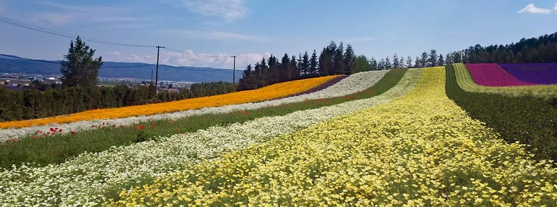 Irodori field at Tomita Farm