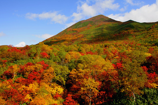 red leaves at mount niseko annupuri