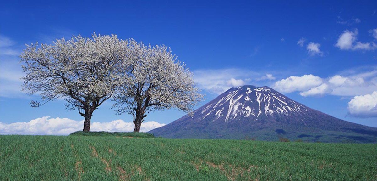 Content Yotei Sakura