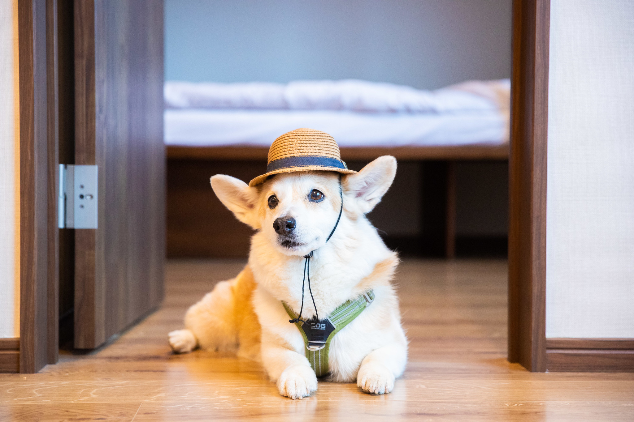 Corgi Sdv