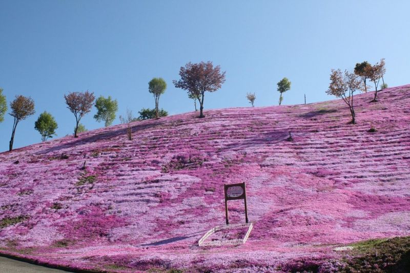 Shibazkura in Niseko