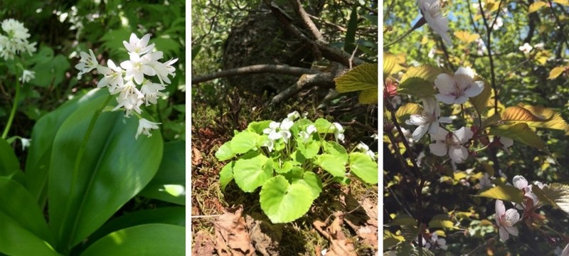 シャクナゲ岳のツバメオモト、白スミレ、桜