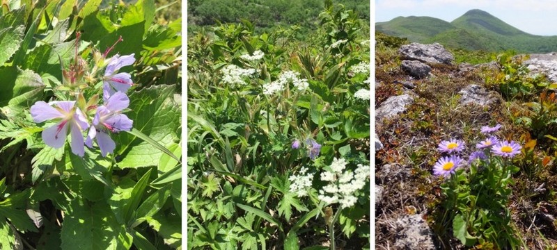 白樺山のチシマフクロウ、ミヤマアズマギク、オダマキ