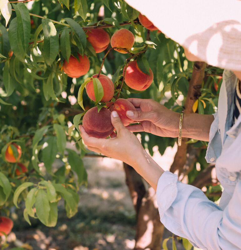 Fruit Picking in Hokkaido