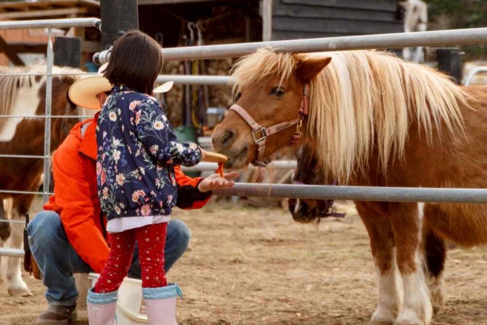 horseback riding niseko country farm