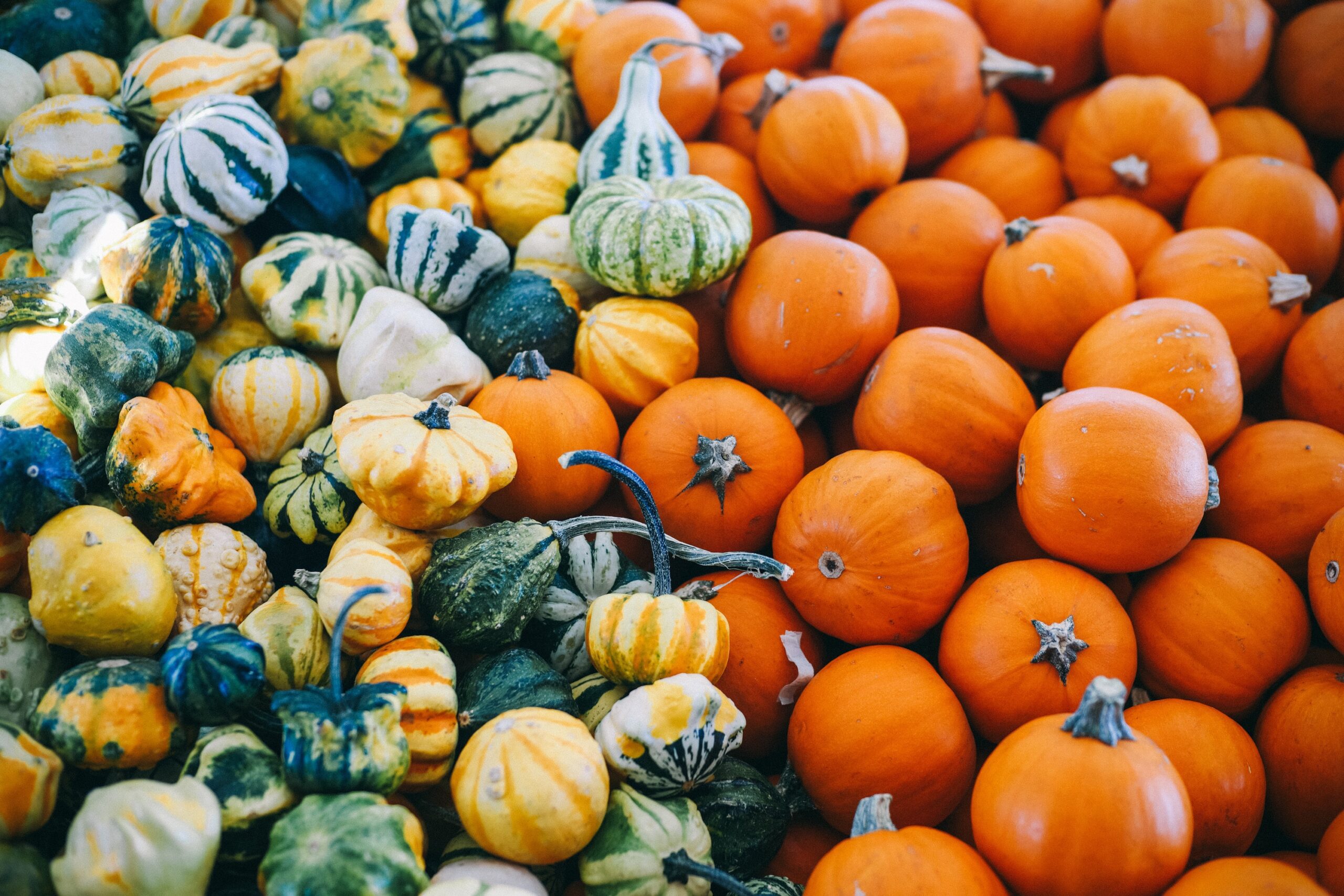 Fresh and in season Niseko pumpkins and squash are on display for the Autumn Food Festival