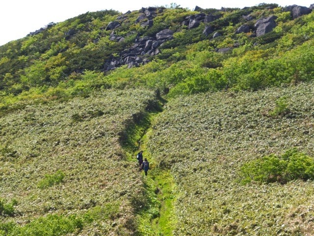 シャクナゲ岳を下山する