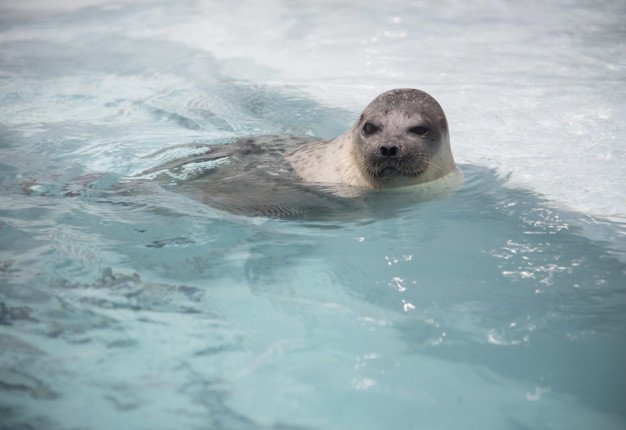 otaru aquarium sea lion