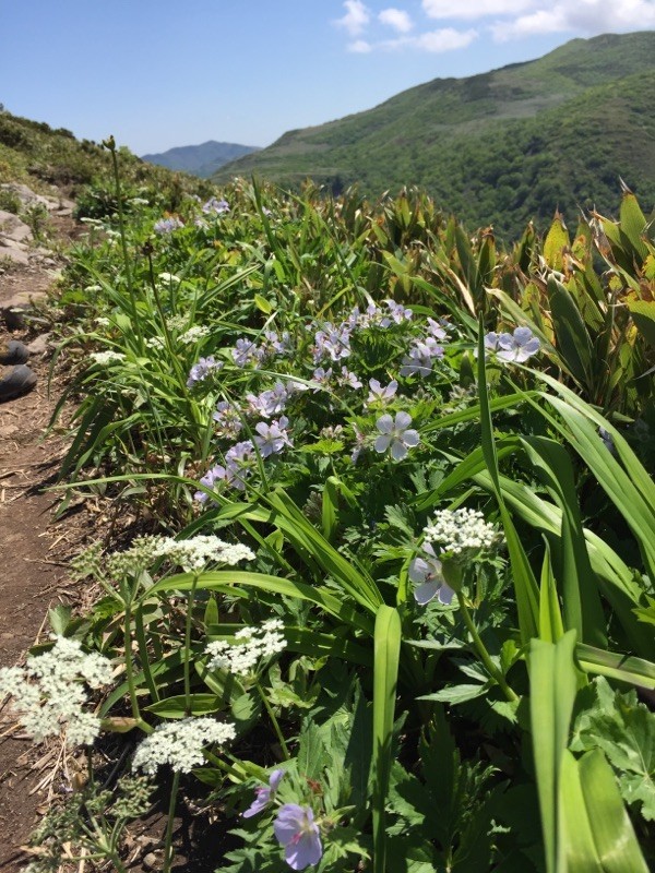 北海道の山に咲く花