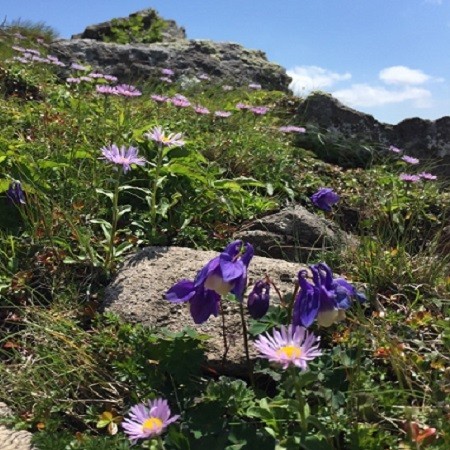 白樺山の尾根に咲く紫の花