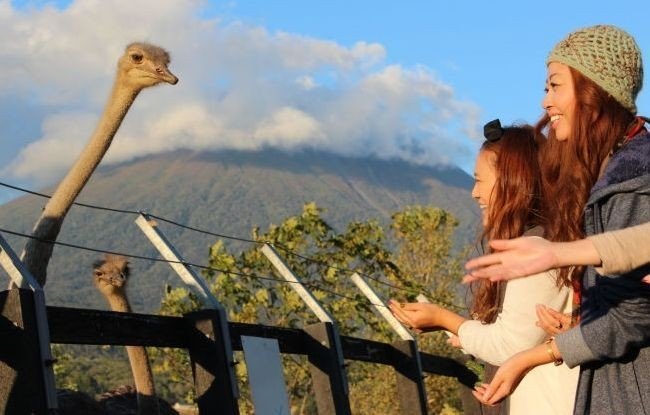 ostrich farm niseko