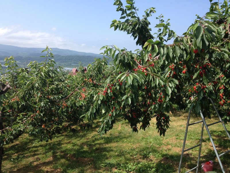 さくらんぼ山観光果樹園に実さくらんぼ