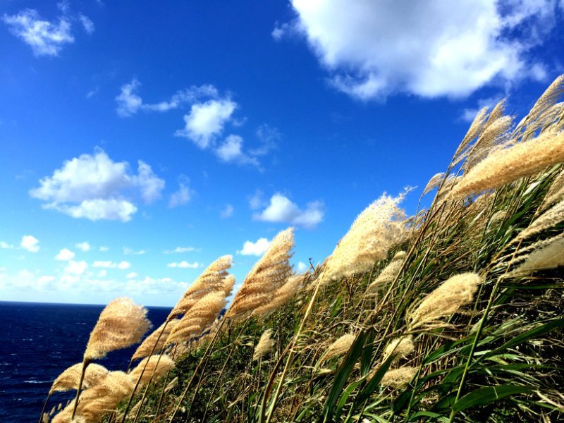 北海道秋の景色